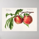 Suche nach trauben poster Pflanze