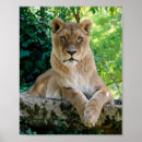 Suche nach lioness poster Panthera leo