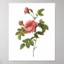 Suche nach rosa rosen poster Mother