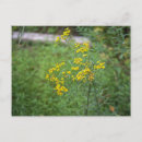 Suche nach gelbe wildblumen postkarten Natur