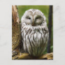 Suche nach owls postkarten Vogel