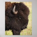 Suche nach hornhaut poster Tiere