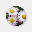 Suche nach gänse magnete Blume