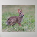Suche nach wildes kaninchen poster Wildtiere
