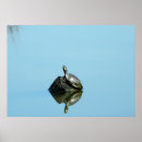 Suche nach schildkröte poster Tier