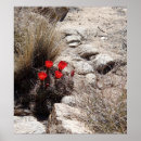 Suche nach joshua baum poster Blume