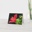 Suche nach hibiskus kleine grußkarten Blumenreich