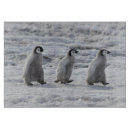 Suche nach pinguin schneidebrettchen Schnee