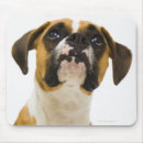 Suche nach boxerhund mousepads Nahaufnahme