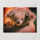 Suche nach koala postkarten Süße tier