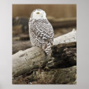 Suche nach schneeeule poster Vögel