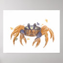 Suche nach niedliche krabbe poster Meer