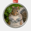 Suche nach niedliches eichhörnchen ornamente Grauhörnchen
