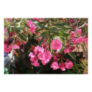 Suche nach rosa baum poster Blühen