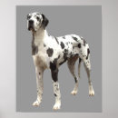 Suche nach great dane poster Hunde