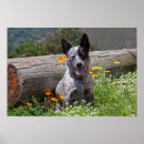 Suche nach wachsam poster California