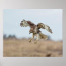 Suche nach tail poster Raptor