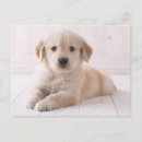 Suche nach golden retriever postkarten Retriefe