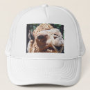 Suche nach kamel kappen Dromedary