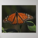 Suche nach schmetterlings poster Wildnis
