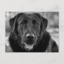 Suche nach schwarzes labrador retriever poster Tiere