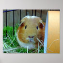 Suche nach outdoor poster Tier