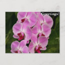 Suche nach weiße orchidee postkarten Lila