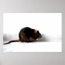 Suche nach nagetiere poster Ratte