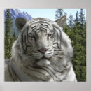 Suche nach sibirischer tiger poster Zoo