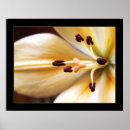 Suche nach lilium poster Flora