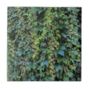 Suche nach efeu fliesen Natur