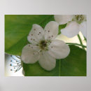 Suche nach pear poster Birne