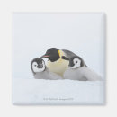 Suche nach penguin magnete Wild lebende tiere