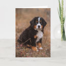 Suche nach bernese mountain dog karten Haustiere