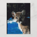 Suche nach cougar postkarten Wild