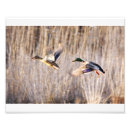 Suche nach drake poster Jagd