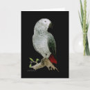 Suche nach afrikanisches grau karten Vogelvogel