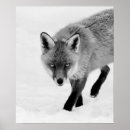 Suche nach tierfotos poster Naturfotografie