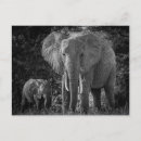 Suche nach schwarz weißer elefant postkarten Grau