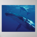 Suche nach kalb poster Meeresleben