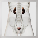Suche nach weibliche anatomie poster Dreidimensionale