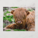 Suche nach niedliches kalb postkarten Vieh