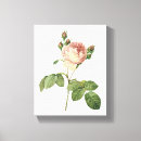 Suche nach rosa centifolia poster Redoute
