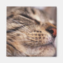 Suche nach bärte magnete Tabby