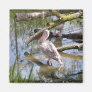 Suche nach pelikane magnete Wild