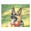 Suche nach schurken poster Hund