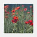 Suche nach mohnblume magnete Natur