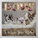 Suche nach shih tzu hunde poster Haustiere