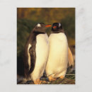 Suche nach gentoo pinguin postkarten Antarktisch