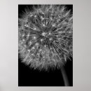 Suche nach dandelions poster Black and white